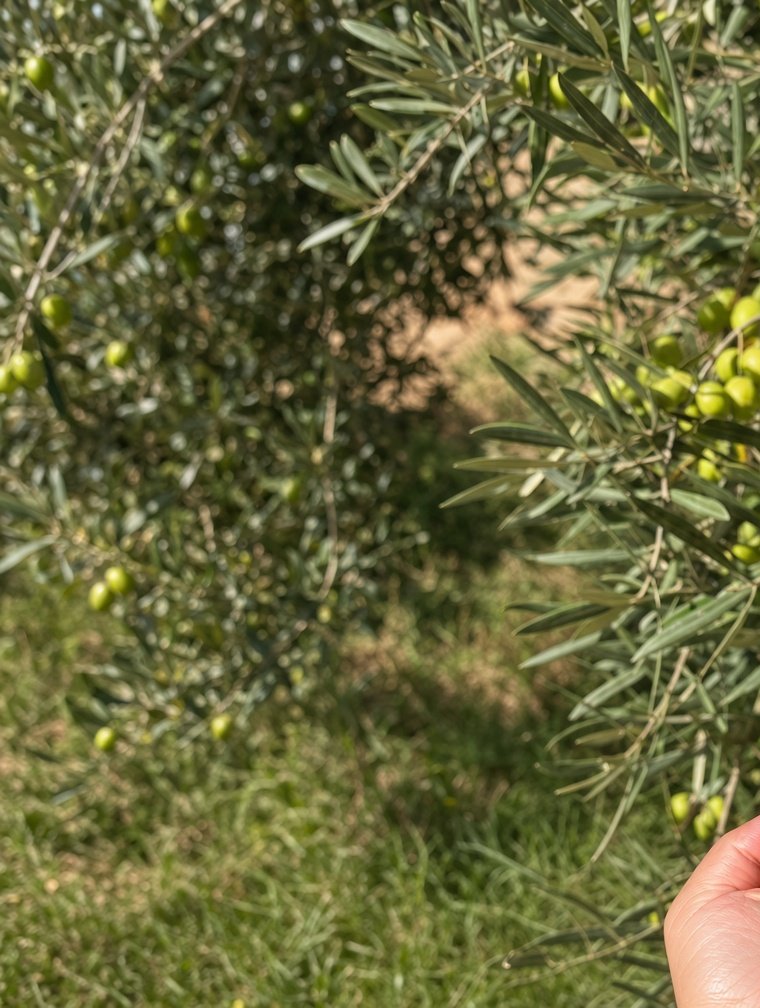 Olijfbomen vol groene olijven in onze gaarde in de provincie Al Hoceima